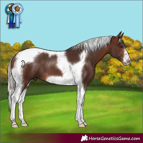 Horse Color:Silver Brown Tobiano Frame 