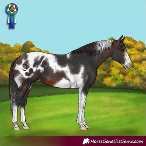Horse Color:Brown Tobiano Frame Appaloosa 