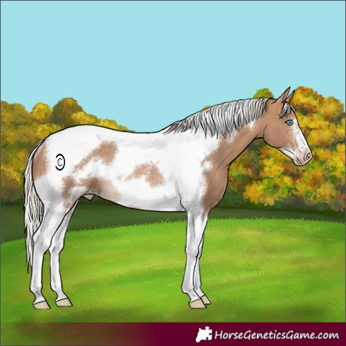 Horse Color:Silver Brown Dun Tobiano Frame Appaloosa Rabicano