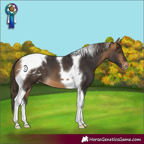 Horse Color:Buckskin Tobiano Appaloosa