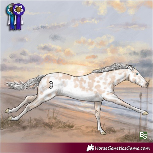 Horse Color:Silver Perlino Frame Near Leopard Rabicano 