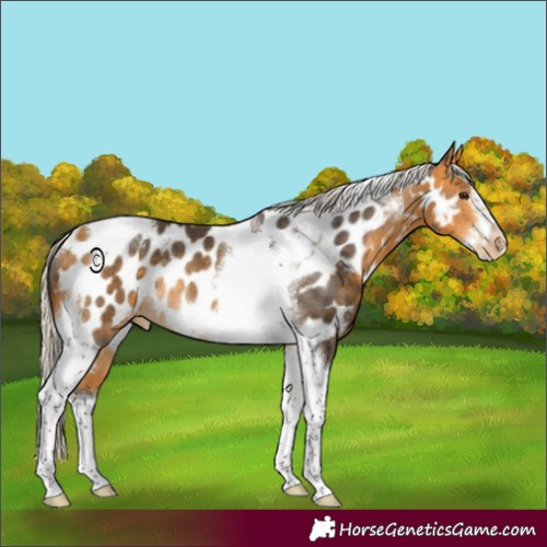 Horse Color:Silver Buckskin Tobiano Frame Appaloosa Rabicano