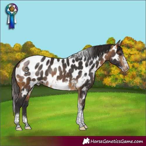 Horse Color:Buckskin Tobiano Frame Appaloosa Rabicano