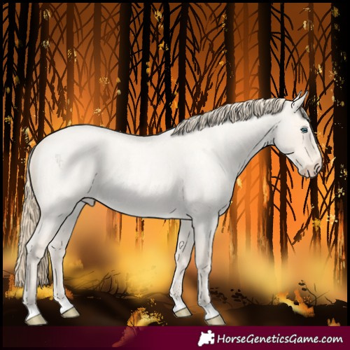 Horse Color:Perlino Roan Dun