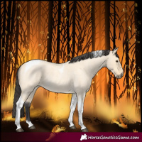 Horse Color:Buckskin Roan Dun Tobiano