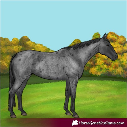 Horse Color:Blue Roan