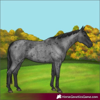 Horse Color:Blue Roan 