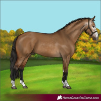 Horse Color:Gray Bay Dun 