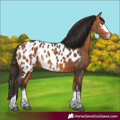 Horse Color:Bay Blanket
