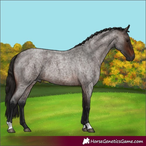 Horse Color:Unknown 