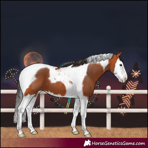 Horse Color:Bay Splash Tobiano