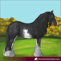 Horse Color:White Spotted Black 