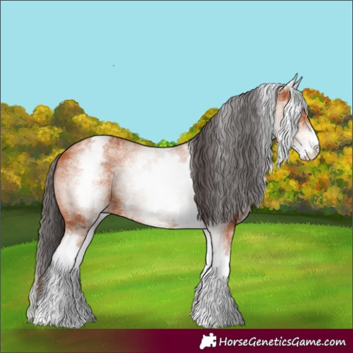Horse Color:White Spotted Bay