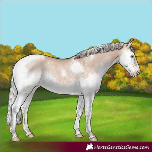 Horse Color:Silver Bay Dun Splash Tobiano