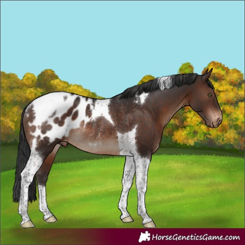 Horse Color:Brown Tobiano Appaloosa Rabicano 