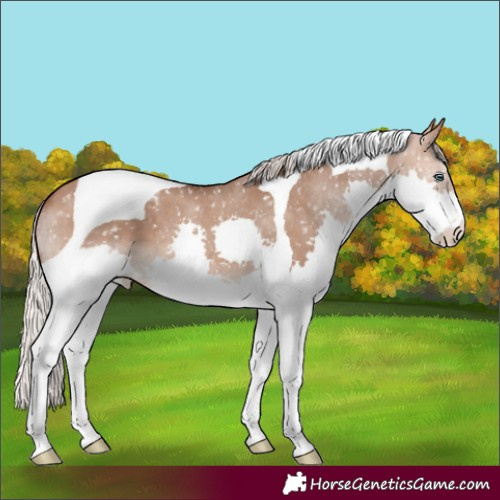 Horse Color:Silver Brown Dun Splash Tobiano Blanket 