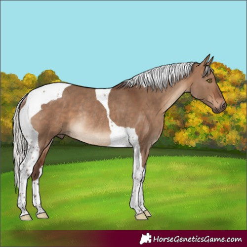 Horse Color:Silver Brown Dun Tobiano Rabicano 
