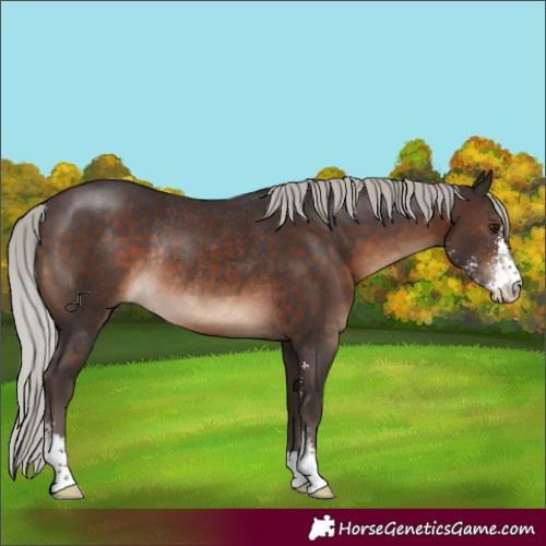 Horse Color:Silver Brown Sabino Rabicano 