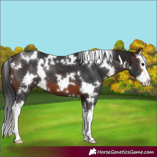 Horse Color:White Spotted Brown Mushroom Splash