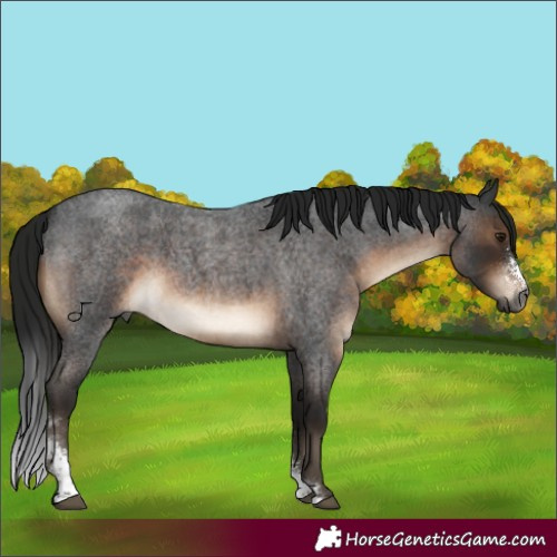Horse Color:Gray Brown Roan Mushroom Sabino 