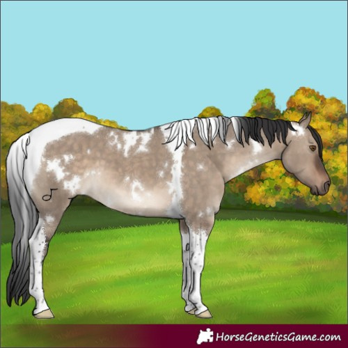Horse Color:White Spotted Brown Dun Tobiano