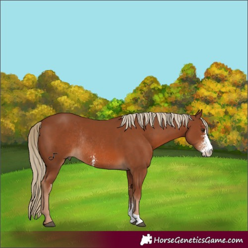 Horse Color:Unknown 