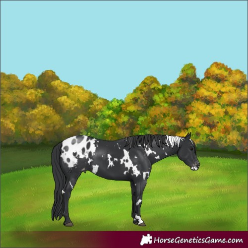 Horse Color:Unknown 