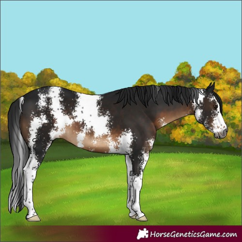 Horse Color:Gray Brown Sabino