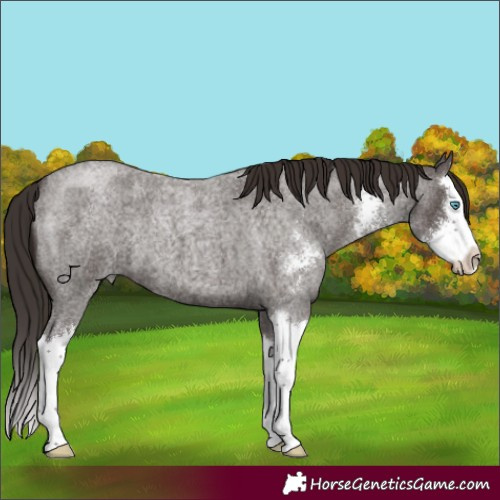 Horse Color:Liver Red Roan Sabino Splash 