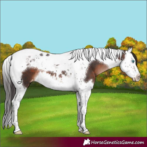 Horse Color:Brown Mushroom Splash Tobiano Varnish 