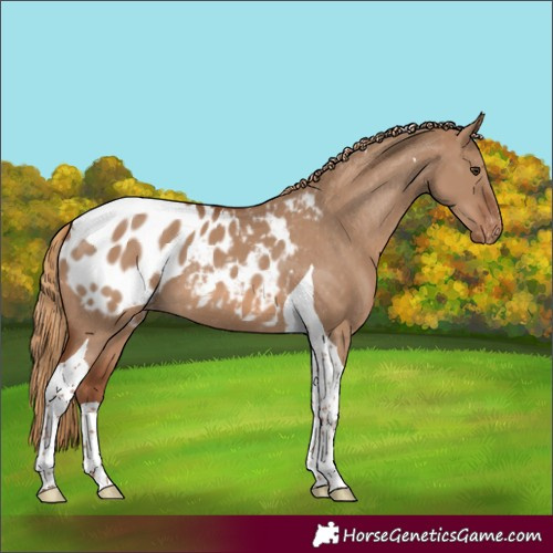 Horse Color:Red Dun Tobiano Appaloosa