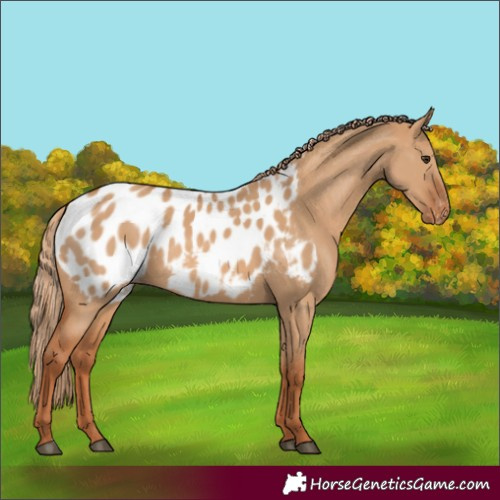 Horse Color:Red Dun Appaloosa 