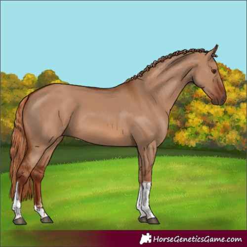 Horse Color:Red Dun Tobiano