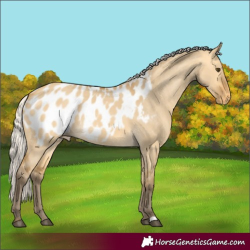 Horse Color:Silver Buckskin Dun Appaloosa 
