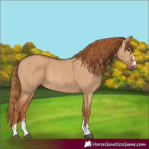 Horse Color:Red Dun 