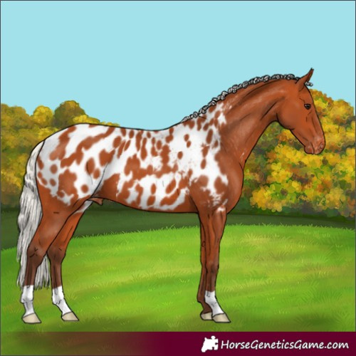 Horse Color:Silver Bay Appaloosa 