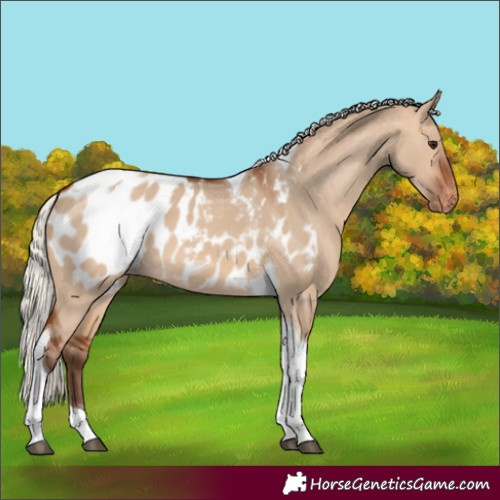 Horse Color:Silver Bay Dun Tobiano Appaloosa