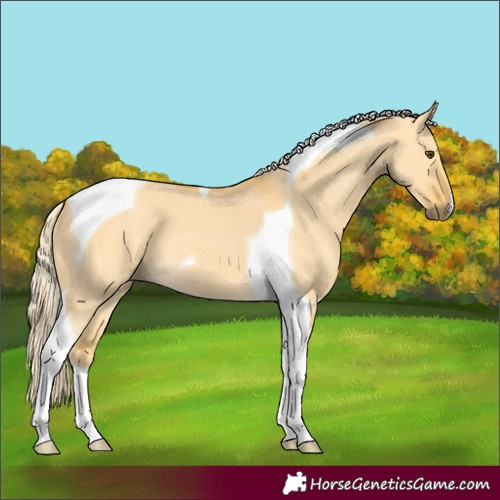 Horse Color:Palomino Dun Tobiano