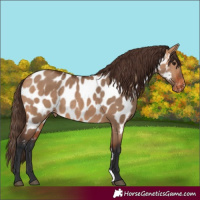 Horse Color:Bay Dun Appaloosa Rabicano 