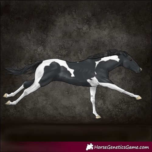 Horse Color:Black Tobiano