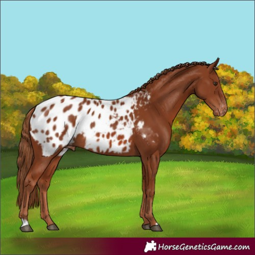 Horse Color:Chestnut Blanket