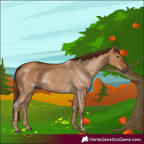 Horse Color:Gray Red Dun