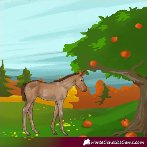 Horse Color:Gray Red Dun 