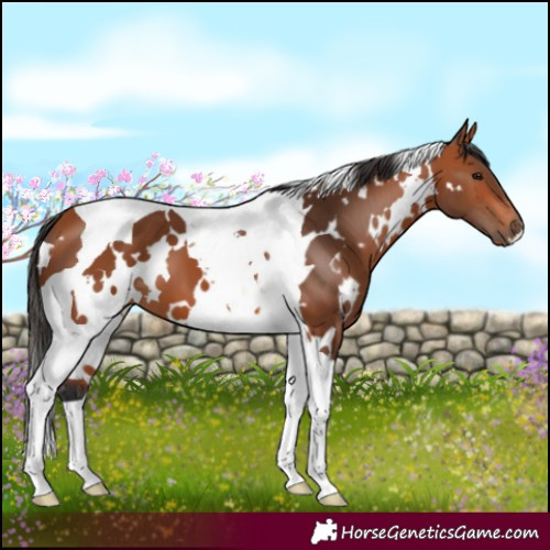 Horse Color:White Spotted Bay Tobiano 