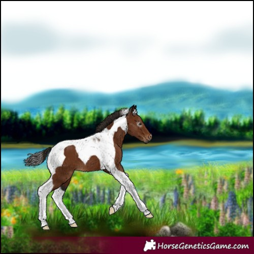 Horse Color:Gray Bay Tobiano 