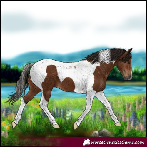 Horse Color:Gray Bay Tobiano 