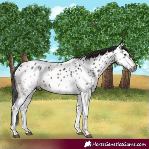 Horse Color:Gray White Spotted Bay Near Leopard 