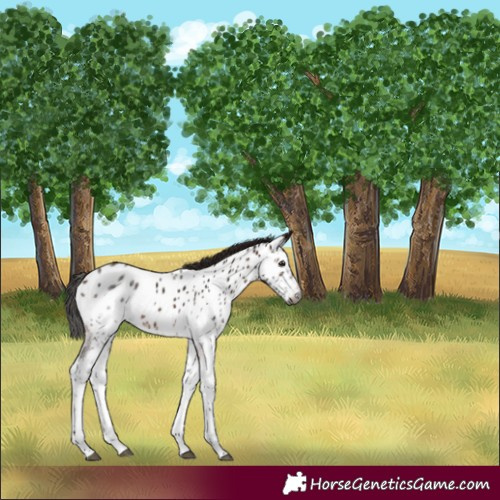 Horse Color:Gray White Spotted Bay Appaloosa 