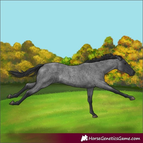 Horse Color:Blue Roan