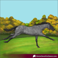 Horse Color:Blue Roan 